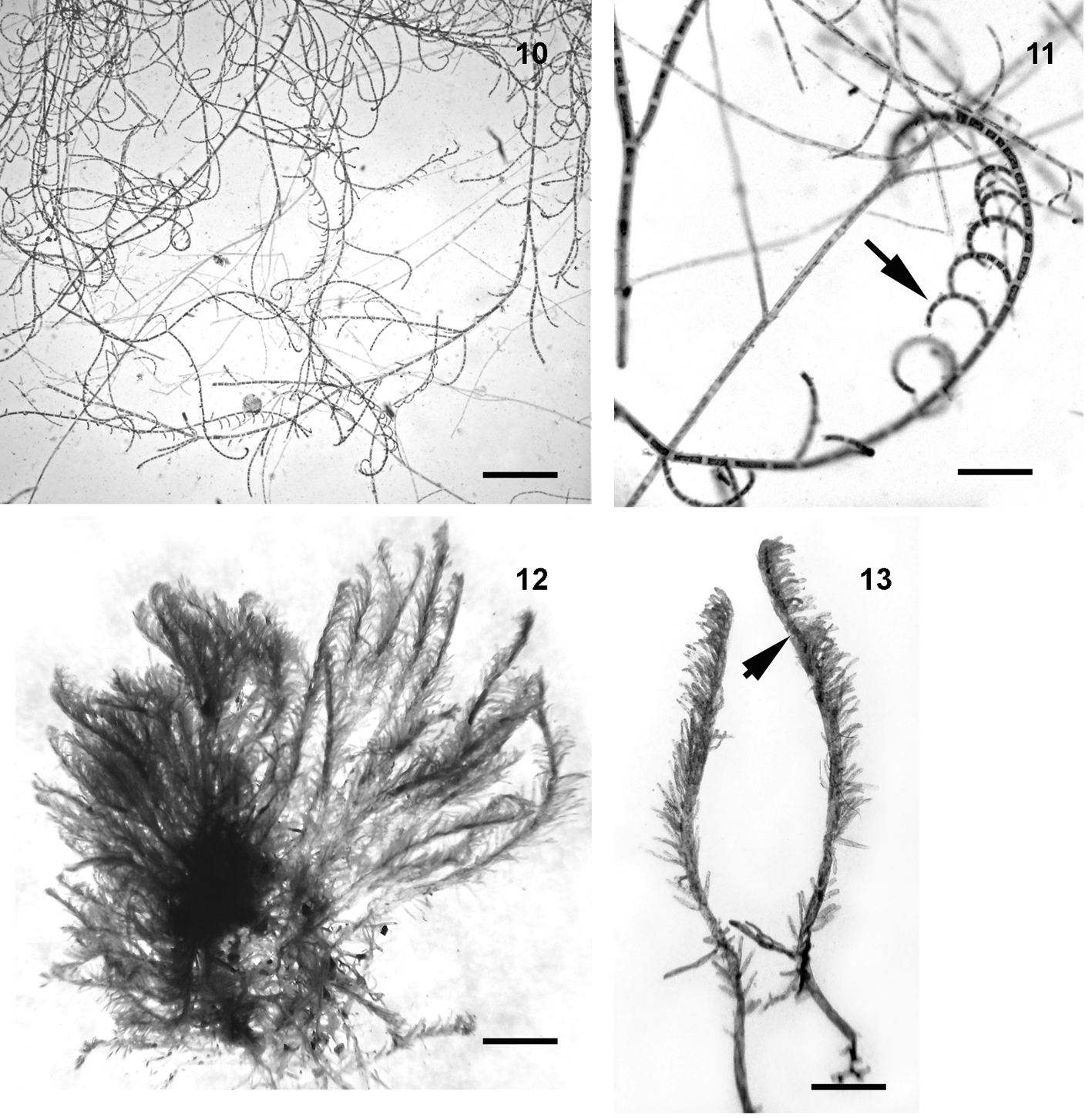 PDF) Catálogo de las algas marinas bentónicas del Pacífico de México. I.  Chlorophycota