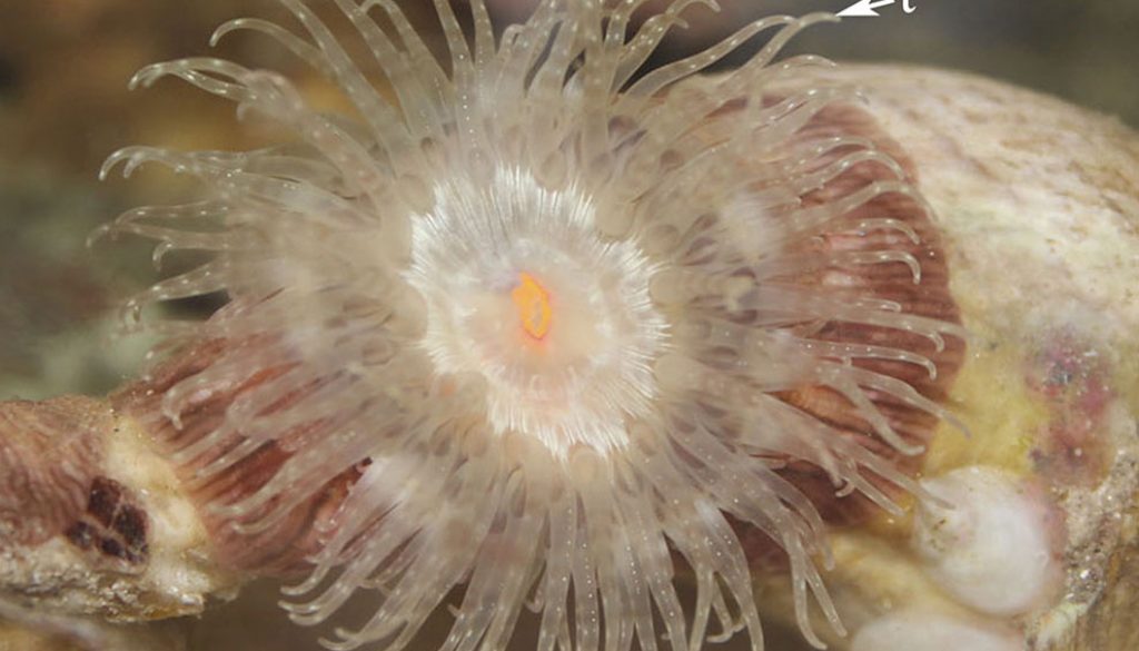 destaca-anemones-nov2020