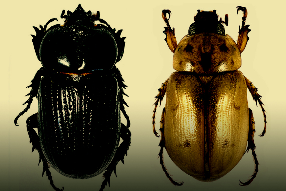 07destaca-escarabajos-ene2021
