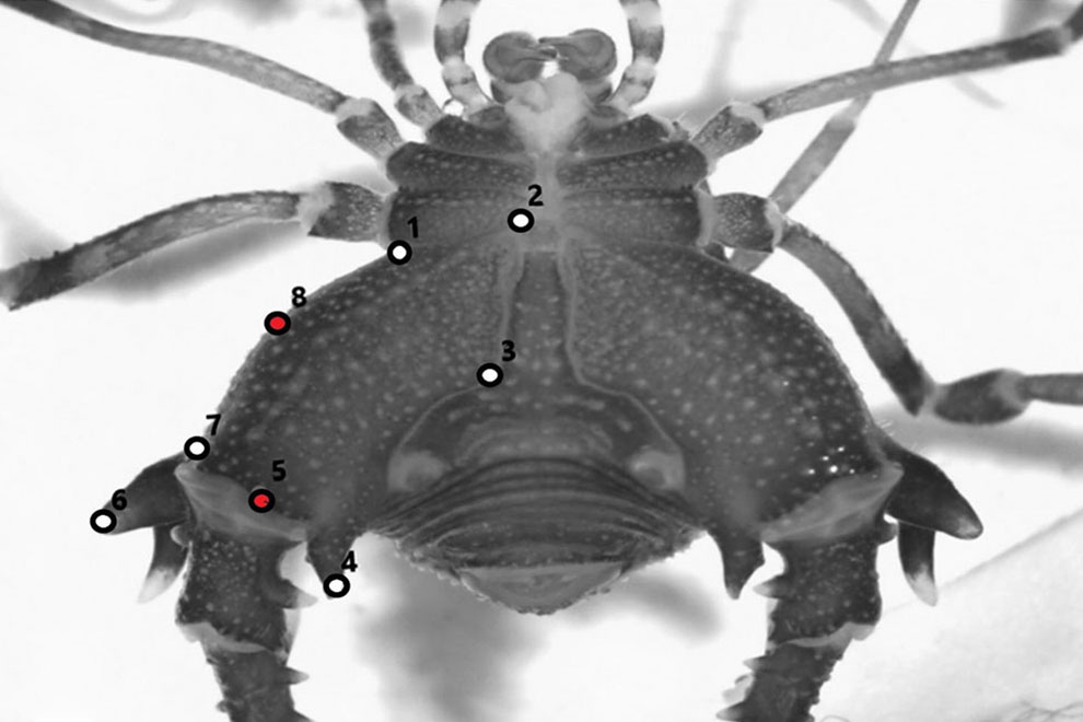 destaca-Arachnida-abril2021