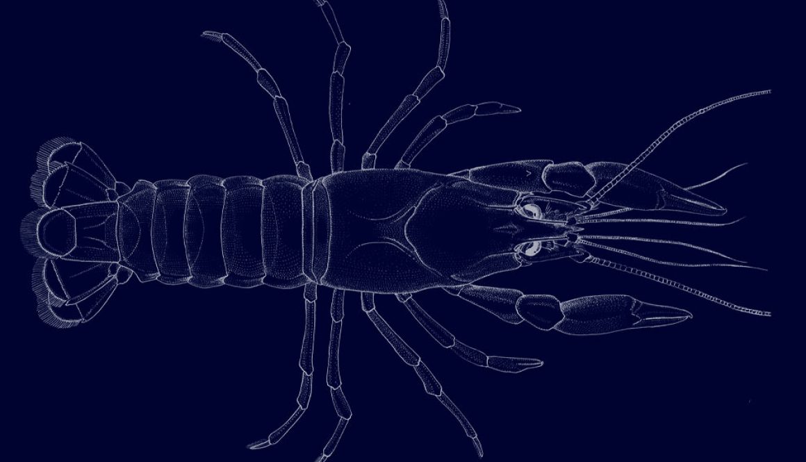 destaca-crayfish-abril2021