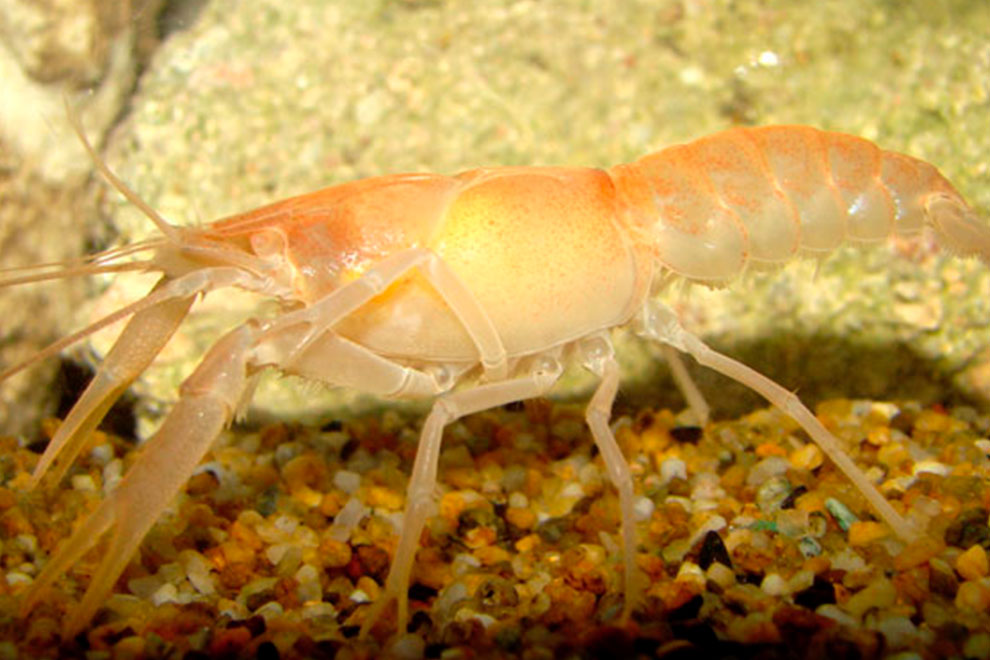 destaca-crayfish-mayo2021