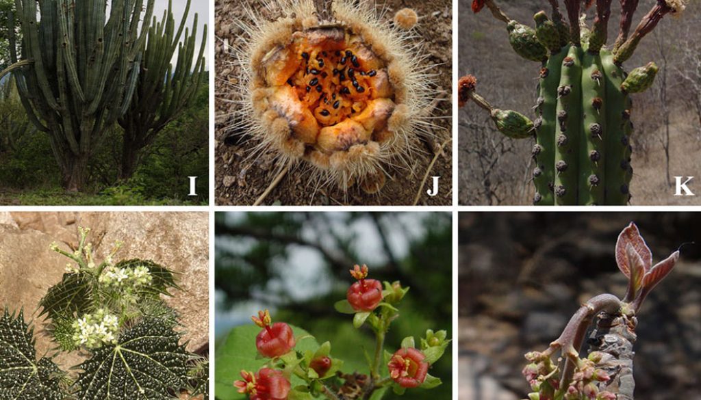 Vegetación y flora vascular del ejido - Revista Mexicana de Biodiversidad