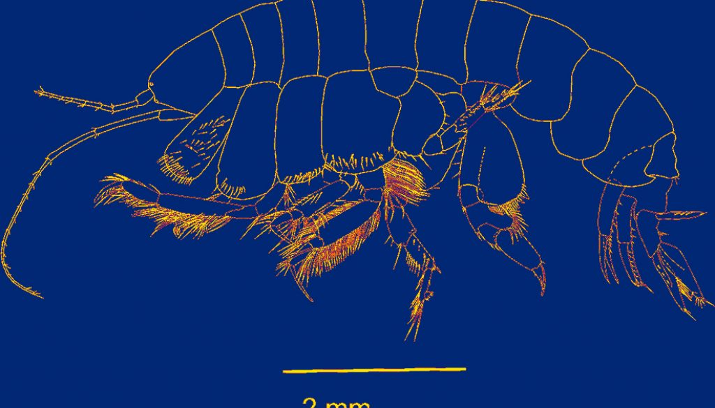 destaca-Ampelisca-Crustacea-sep2021