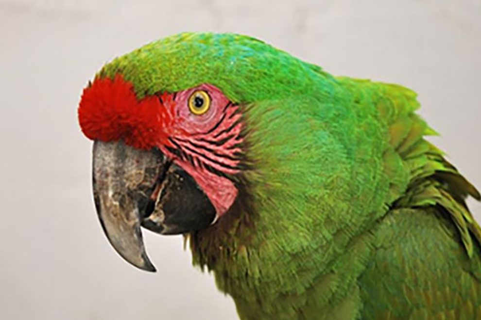 destaca-Military-Macaws-sep2021