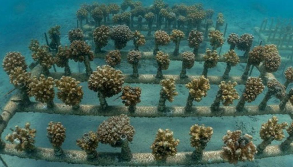3708destaca-supervivencia-corales-dic2021