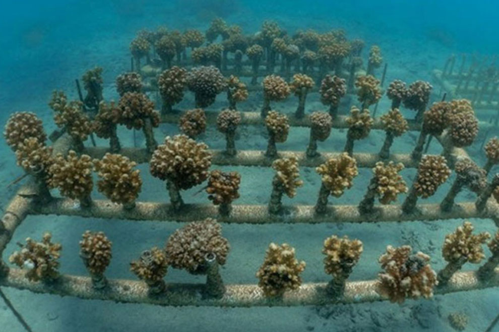 3708destaca-supervivencia-corales-dic2021