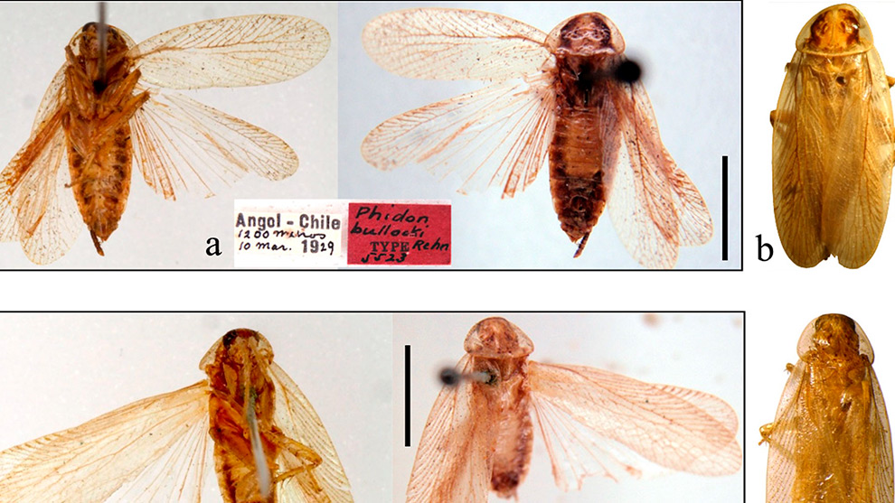 03des5188-estudio-taxonomico